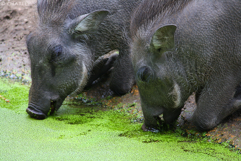 zoo-berlin2010 (64).jpg